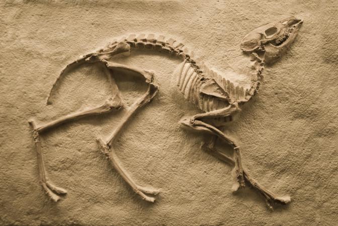206901-672x450-Dinosaur-fossil