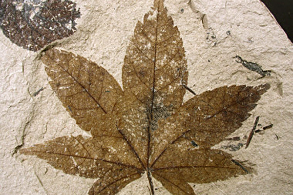 Plant-fossil